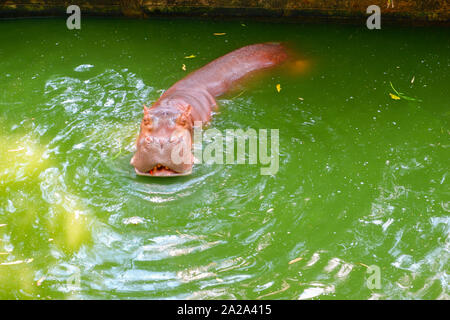 Un hippopotame dans le zoo Banque D'Images