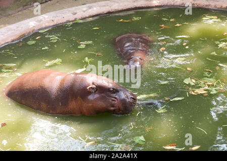 Deux hippopotames dans le zoo Banque D'Images