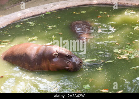 Deux hippopotames dans le zoo Banque D'Images