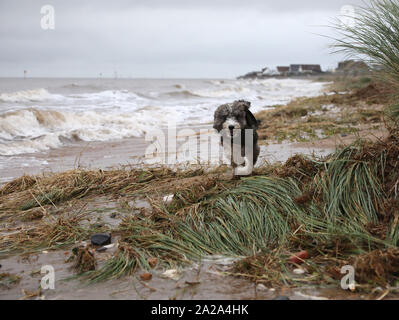 Heacham, West Norfolk, Royaume-Uni. 06Th Oct, 2019. Cookie le cockapoo chien va courir dans les vagues après de fortes pluies récentes, des grandes marées et d'un raz-de-marée ont laissé certaines parties de la côte entre Heacham Hunstanton et inondées. Heacham, météo West Norfolk, Royaume-Uni le 1 octobre 2019. Crédit : Paul Marriott/Alamy Live News Banque D'Images