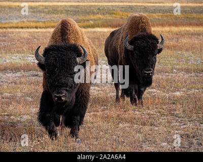 Des bisons dans le Parc National de Yellowstone, Wyoming Banque D'Images