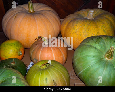 La famille des citrouilles. Groupe de différentes variétés de fruits, de citrouilles colorées différentes sortes de citrouilles Banque D'Images