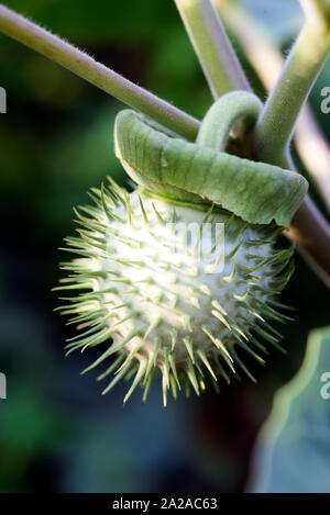 Ricinus communis, le ricin capsule Banque D'Images