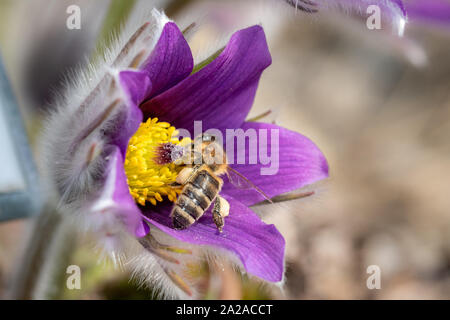 Anémone pulsatille (pulsatilla vulgaris, pasqueflower) est une espèce de passereau appartenant à la famille (Ranunculaceae), trouvés localement sur Banque D'Images