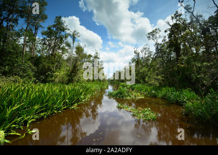 Vue panoramique sur la rivière Sekonyer avec reflets de ciel sur l'eau, Parc national de Tanjung Puting, Kalimantan- Bornéo, Indonésie Banque D'Images