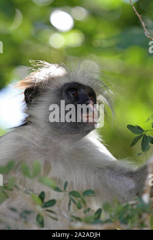 Red monkey dans Zanzibar procolobus kirkii, arbre, Zanzibar, l'île de Unguja, Tanzanie. Banque D'Images