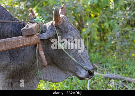 Nguni gris bull, Zanzibar, l'île de Unguja, Tanzanie. Banque D'Images