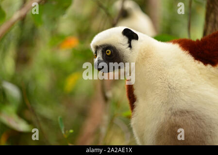 Coquerel's sifaka (Propithecus coquereli). Madagascar Banque D'Images