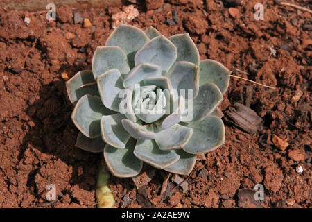 Echeveria croissant dans jardin, Moreleta Park, Pretoria, la Province de Gauteng, Afrique du Sud. Banque D'Images