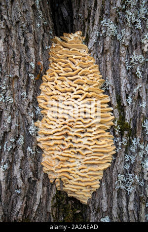 Climacodon septentrionalis champignon sur tronc d'arbre Banque D'Images