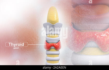 Glande thyroïde. Antécédents médicaux. 3d illustration Banque D'Images