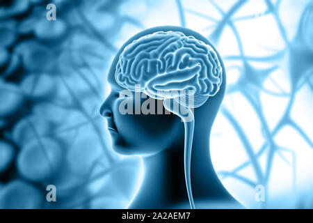 L'anatomie du cerveau humain sur les antécédents médicaux. 3d illustration Banque D'Images