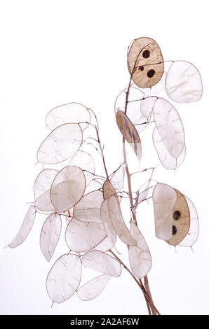 Lunaria annua Plante, silver dollar plante contre la lumière blanche. Botanikal arrière-plan. Banque D'Images