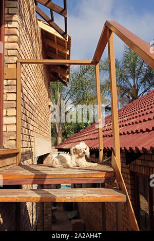 Petit Caniche maltais assis en haut d'un escalier, Moreleta Park, Pretoria, la Province de Gauteng, Afrique du Sud. Banque D'Images