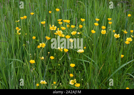 Domaine renoncules (Ranunculis acris) Plante herbacée vivace à fleurs en pâturage de graminées adventices, Berkshire, juin Banque D'Images