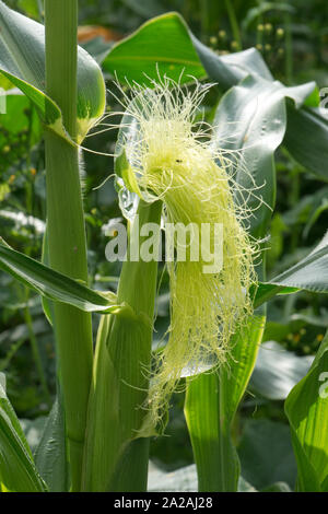 Maïs doux ou du maïs (Zea mays) silk exposé au-dessus de la cosse sur la rafle et réceptifs à dispersées par le vent le pollen des panicules mâles Banque D'Images