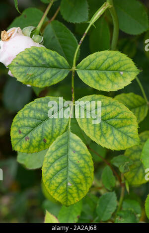 Les veines sombres et une chlorose internervaire jaune, un des symptômes d'une carence en fer sur les feuilles de rose jardin ornemental, Berkshire, Août Banque D'Images