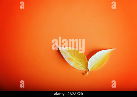 Deux feuilles jaunes se trouvent sur un fond jaune, orange vif Banque D'Images