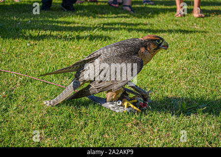 Visage d'un Faucon pèlerin (Falco peregrinus). Ces oiseaux sont les animaux les plus rapides au monde. Banque D'Images