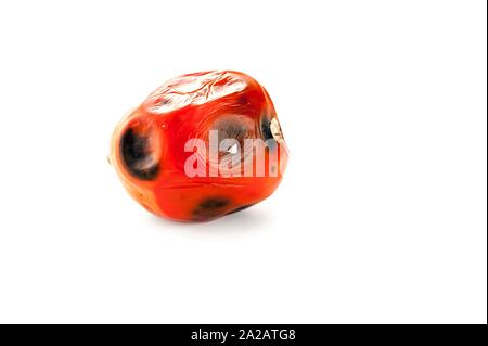 Tomate pourrie gâtée, avec des taches de moisissure sur la peau isolé sur fond blanc. Banque D'Images