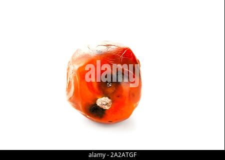 Tomate pourrie gâtée, avec des taches de moisissure sur la peau isolé sur fond blanc. Banque D'Images