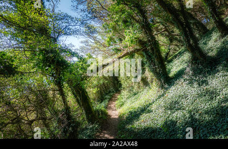 Arbres couverts de lierre sur Broagerland Gendarmstien, Danemark Banque D'Images