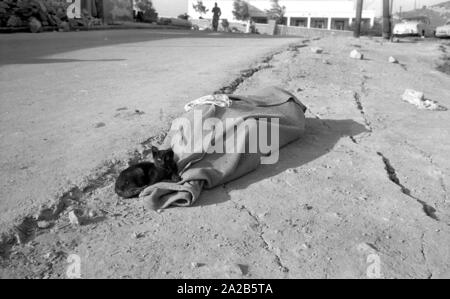 Un chat se trouve sur une couverture avec laquelle un corps mort a été couverte. Dans le rapport "Séisme à Agadir". L'Agadir 1960 séisme a détruit presque toute la ville et est considérée comme la plus grave catastrophe naturelle de l'histoire du Maroc. Banque D'Images