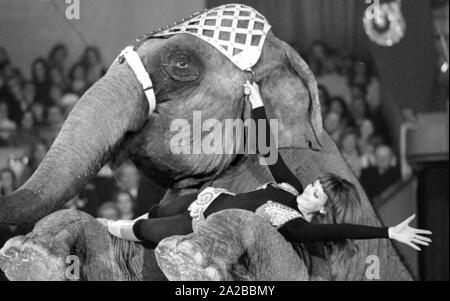 Le présentateur allemand Petra Schürmann lors d'une performance avec un éléphant sur la série TV 'Stars dans le manège' en 1971. Banque D'Images