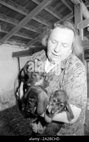 Éleveur teckel Kathi Hofmeister a fait sa ville d'Gergweis ackeldorf dite de "'. Hofmeister dans le chenil avec les chiots. Banque D'Images