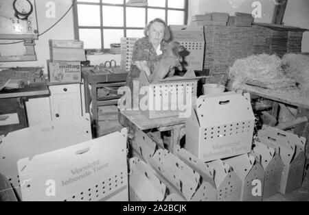 Éleveur teckel Kathi Hofmeister a fait sa ville d'Gergweis ackeldorf dite de "'. Hofmeister packs un teckel chiot dans un carton d'expédition. Banque D'Images