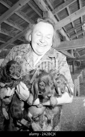 Éleveur teckel Kathi Hofmeister a fait sa ville d'Gergweis ackeldorf dite de "'. Hofmeister dans le chenil avec les chiots. Banque D'Images