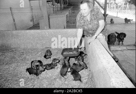 Éleveur teckel Kathi Hofmeister a fait sa ville d'Gergweis ackeldorf dite de "'. Hofmeister alimente les chiots Teckel dans le chenil. Banque D'Images