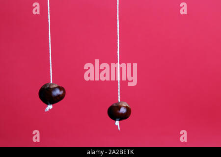 Deux venu conkers hanging on string isolé sur un fond rouge avec copie espace en automne Banque D'Images