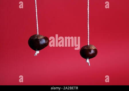 Deux venu conkers hanging on string isolé sur un fond rouge avec copie espace en automne Banque D'Images