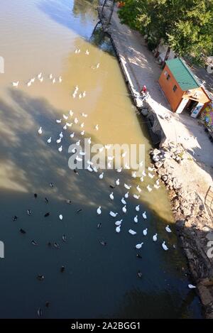 Beaucoup de canards dans la rivière Banque D'Images