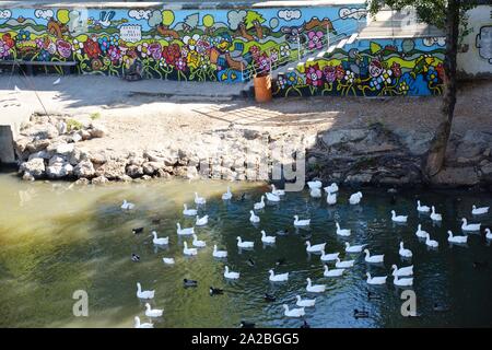 Beaucoup de canards dans la rivière Banque D'Images