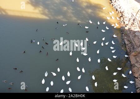 Beaucoup de canards dans la rivière Banque D'Images