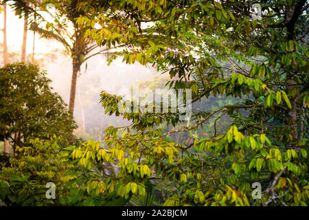 Des forêts tropicales denses au lever du soleil Banque D'Images