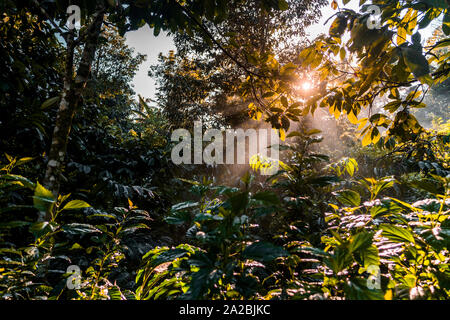 Des forêts tropicales denses au lever du soleil Banque D'Images