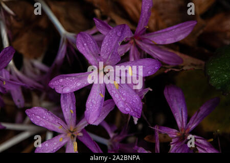 Clichés détaillés de plantes Banque D'Images