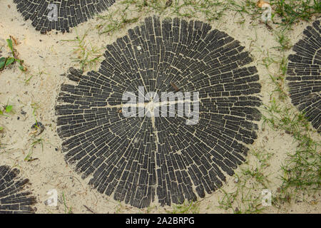 La photo de close-up de l'écorce de bois ou noir taille stub. Arrière-plan de l'industrie du bois. Banque D'Images