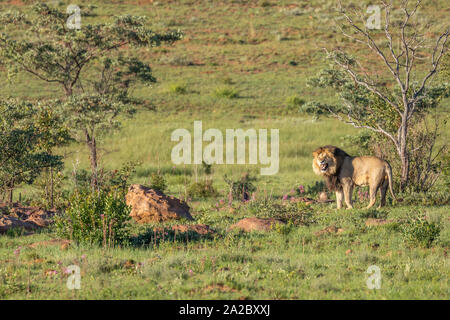 Un lion mâle ( Panthera leo) en rugissant la lumière du matin dans la savane, Welgevonden Game Reserve, Afrique du Sud. Banque D'Images