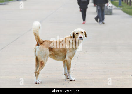 Chien errant solitaire se dresse sur la rue et regarde la caméra. Animaux sans-abri dans la ville. Banque D'Images