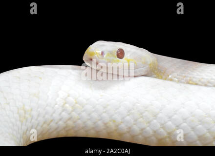 Libre Albino Rat noir enroulé serpent isolé sur fond noir avec le chemin de détourage Banque D'Images