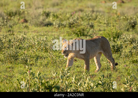 Un lion cub ( Panthera leo) marcher dans la lumière du matin dans la savane, Welgevonden Game Reserve, Afrique du Sud. Banque D'Images