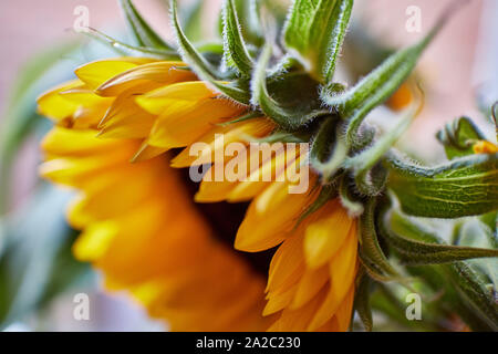 Vue d'en haut d'un magnifique, vibrant jaune tournesol (Helianthus) à la recherche d'une radieuse journée d'été. Banque D'Images