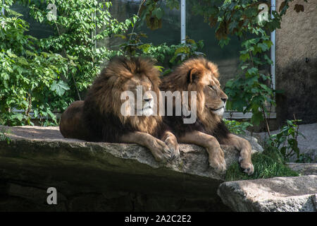 Lion sur son trône Banque D'Images