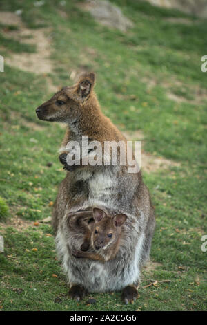 Kangourou avec bébé Banque D'Images