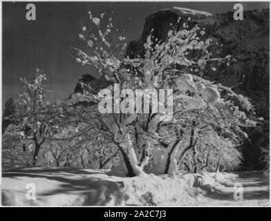 Arbres avec neige sur les branches devant Half Dome à l'extrémité orientale de la vallée de Yosemite dans le parc national de Yosemite, Californie, avril 1933. Image Reproduite Avec L'Aimable Autorisation Des Archives Nationales. () Banque D'Images