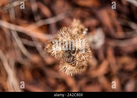 Old dead bourgeons chardon en hiver Banque D'Images